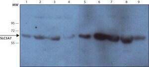 Monoclonal Anti-SLC5A7 antibody produced in mouse ~1.0 mg/mL, clone 62-2E8, purified immunoglobulin