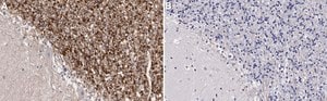 Anti-GABRB2 Antibody, clone BD17 ZooMAb&#174; Mouse Monoclonal recombinant, expressed in HEK 293 cells