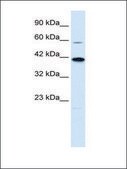Anti-KCNK13 (AB1) antibody produced in rabbit affinity isolated antibody