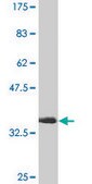 Monoclonal Anti-CDC2 antibody produced in mouse clone 1C7, purified immunoglobulin, buffered aqueous solution