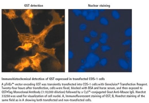 GST&#8226;Tag Monoclonal Antibody Novagen&#174;