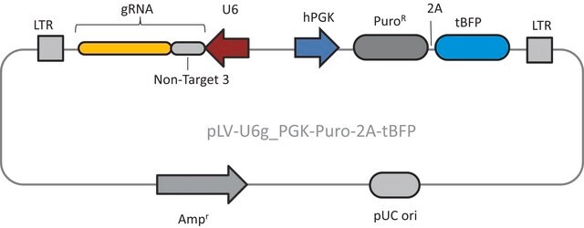 Lenti CRISPR Universal Non-Target Control#3 Plasmid DNA (LV04 vector)