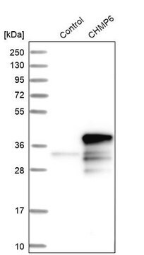 Anti-CHMP6 antibody produced in rabbit Prestige Antibodies&#174; Powered by Atlas Antibodies, affinity isolated antibody, buffered aqueous glycerol solution, Ab2