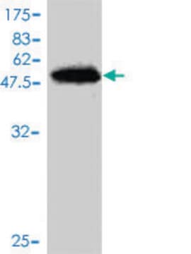 Monoclonal Anti-SNX10 antibody produced in mouse clone 1G5, purified immunoglobulin, buffered aqueous solution