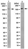 Anti-Cav1.1 alpha1s Antibody, clone 1A, Ascites Free clone 1A, from mouse