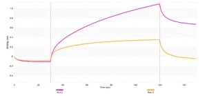 Anti-p-MST1/2 (Thr183/180) Antibody, clone 1C2 ZooMAb® Rabbit Monoclonal recombinant, expressed in HEK 293 cells