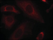 Anti-PTPN11 (Ab-542) antibody produced in rabbit affinity isolated antibody