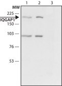 Anti-IQGAP1 (C-terminal region) antibody produced in rabbit ~1.5 mg/mL, affinity isolated antibody