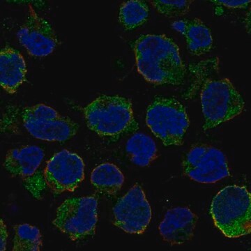 Anti-Lrrc18 Antibody Produced In Rabbit Prestige Antibodies&#174; Powered by Atlas Antibodies, affinity isolated antibody, buffered aqueous glycerol solution
