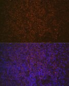 Anti-SHIP1 antibody produced in rabbit