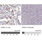 Anti-SPNS1 antibody produced in rabbit Prestige Antibodies® Powered by Atlas Antibodies, affinity isolated antibody, buffered aqueous glycerol solution