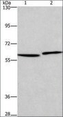 Anti-HAS1 antibody produced in rabbit affinity isolated antibody