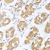 Anti-IRF3 antibody produced in rabbit