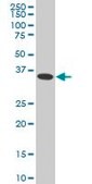 ANTI-MEOX2 antibody produced in mouse clone 5E1, purified immunoglobulin, buffered aqueous solution
