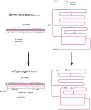 &#945;-Chymotrypsin from bovine pancreas Type II, lyophilized powder, &#8805;40&#160;units/mg protein