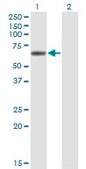 Monoclonal Anti-LIPG, (C-terminal) antibody produced in mouse clone 4A9, purified immunoglobulin, buffered aqueous solution