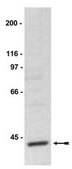 SAPK Pathway Explorer Antibody Minipack Upstate&#174;
