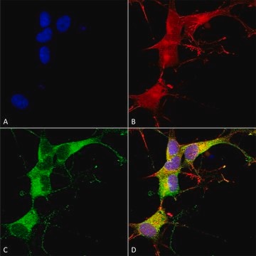 Monoclonal Anti-Eaac1 - Hrp antibody produced in mouse clone S180-41, purified immunoglobulin