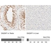 Anti-DAZAP1 antibody produced in rabbit Ab2, Prestige Antibodies® Powered by Atlas Antibodies, affinity isolated antibody, buffered aqueous glycerol solution