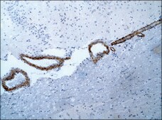 Anti-ASAP1/Centaurin β4 (ED-20) antibody produced in rabbit IgG fraction of antiserum, buffered aqueous solution