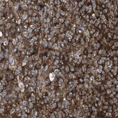 Anti-PTPRZ1 antibody produced in rabbit Prestige Antibodies&#174; Powered by Atlas Antibodies, affinity isolated antibody, buffered aqueous glycerol solution