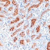 Anti-Syntaxin 3 Antibody, clone 3L9Y9, Rabbit Monoclonal