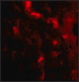 Anti-IRGM (ab2) antibody produced in rabbit affinity isolated antibody, buffered aqueous solution