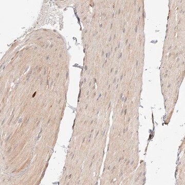 Anti-SYNC antibody produced in rabbit Prestige Antibodies&#174; Powered by Atlas Antibodies, affinity isolated antibody, buffered aqueous glycerol solution