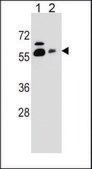ANTI-SLC23A1 (N-TERM) antibody produced in rabbit IgG fraction of antiserum, buffered aqueous solution