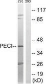 Anti-PECI antibody produced in rabbit affinity isolated antibody