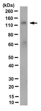 Anti-Klotho Antibody, clone KL-115 clone KL-115, from rat
