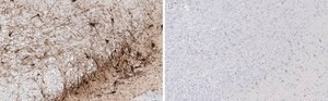 Anti-Tyrosine Hydroxylase Antibody, clone 2/40/15 ZooMAb&#174; Mouse Monoclonal recombinant, expressed in HEK 293 cells