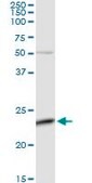 Anti-C4orf43 antibody produced in rabbit purified immunoglobulin, buffered aqueous solution