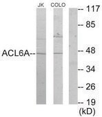 Anti-ACTL6A antibody produced in rabbit affinity isolated antibody