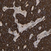 Anti-C1GALT1 antibody produced in rabbit Prestige Antibodies&#174; Powered by Atlas Antibodies, affinity isolated antibody, buffered aqueous glycerol solution