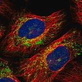 Anti-YIPF2 antibody produced in rabbit Prestige Antibodies&#174; Powered by Atlas Antibodies, affinity isolated antibody, buffered aqueous glycerol solution