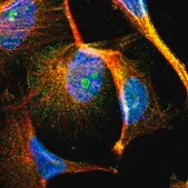 Anti-MBIP antibody produced in rabbit Prestige Antibodies&#174; Powered by Atlas Antibodies, affinity isolated antibody, buffered aqueous glycerol solution