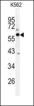 Anti-FNTB (N-term) antibody produced in rabbit IgG fraction of antiserum, buffered aqueous solution