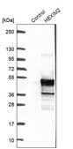 Anti-HEXIM2 antibody produced in rabbit Prestige Antibodies&#174; Powered by Atlas Antibodies, affinity isolated antibody, buffered aqueous glycerol solution