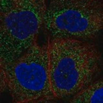 Anti-NLRP4 antibody produced in rabbit Prestige Antibodies&#174; Powered by Atlas Antibodies, affinity isolated antibody, buffered aqueous glycerol solution