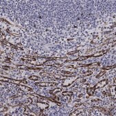 Anti-STAB2 antibody produced in rabbit Prestige Antibodies&#174; Powered by Atlas Antibodies, affinity isolated antibody, buffered aqueous glycerol solution