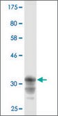 Monoclonal Anti-CRTAP antibody produced in mouse clone 2G5, purified immunoglobulin, buffered aqueous solution