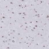 Anti-NEUROD6 Prestige Antibodies® Powered by Atlas Antibodies, affinity isolated antibody