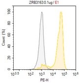 Anti-TLR9/CD289 Antibody, clone 2L12 ZooMAb® Rabbit Monoclonal recombinant, expressed in HEK 293 cells