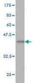Monoclonal Anti-IDI1 antibody produced in mouse clone 6G10, purified immunoglobulin, buffered aqueous solution