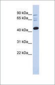 Anti-DPF3 (ab2) antibody produced in rabbit affinity isolated antibody