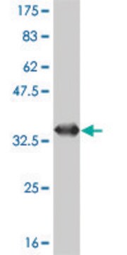 Monoclonal Anti-SNAPC5 antibody produced in mouse clone 5C3, purified immunoglobulin, buffered aqueous solution