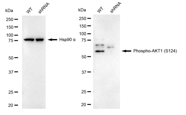 KD-Validated Anti-phospho-AKT1 (Ser124) Antibody, clone 23GB1180, Rabbit Monoclonal clone 23GB1180, recombinant rabbit monoclonal, expressed in HEK293 cells