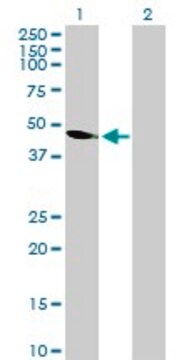 Anti-C18ORF22 antibody produced in mouse purified immunoglobulin, buffered aqueous solution