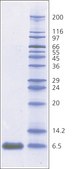 抑肽酶 来源于牛肺 BioUltra, 3-8 TIU/mg solid, ≥98% (SDS-PAGE)